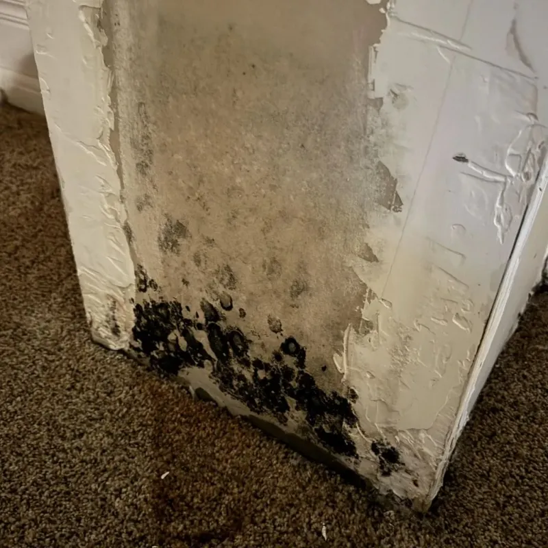 Professional Mold Removal in Las Vegas, NV